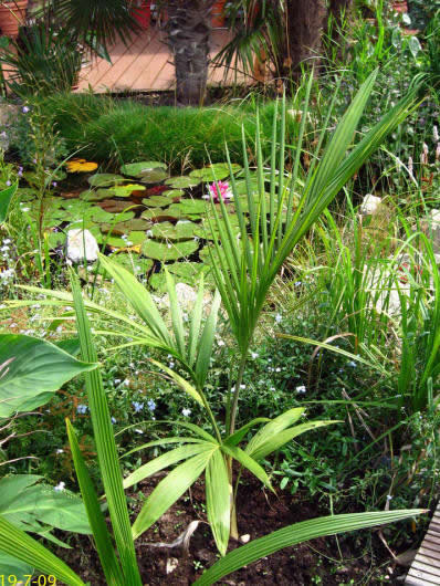 Archontophoenix cunninghamiana "illawarra"